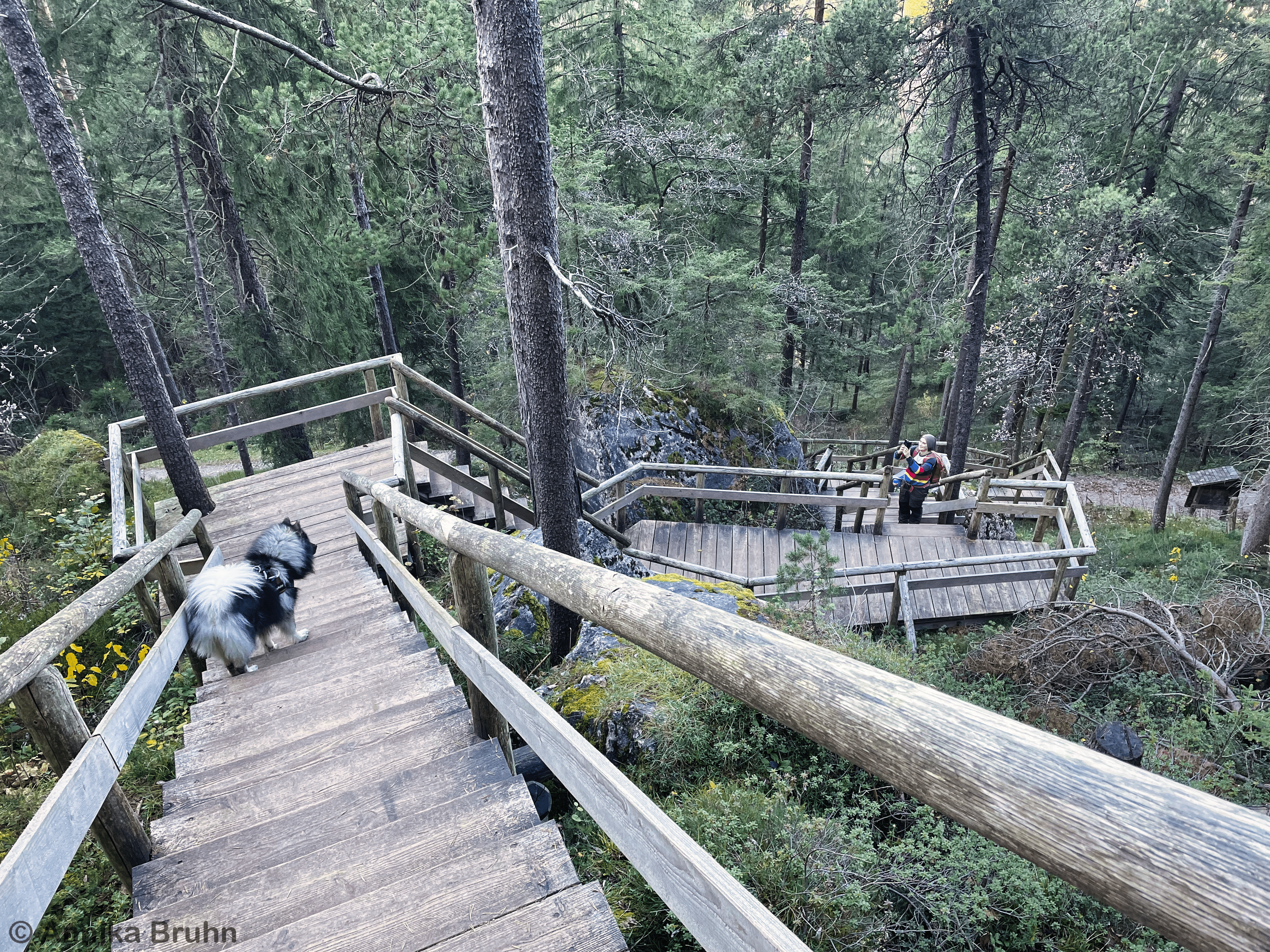 Q und ich auf dem Bergwaldpfad